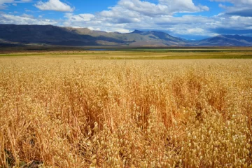 Sturzenegger habló de una Patagonia “verde” y Santa Cruz ya exhibe su primera cosecha de trigo y avena Sturzenegger habló de una Patagonia “verde” y Santa Cruz ya exhibe su primera cosecha de trigo y avena