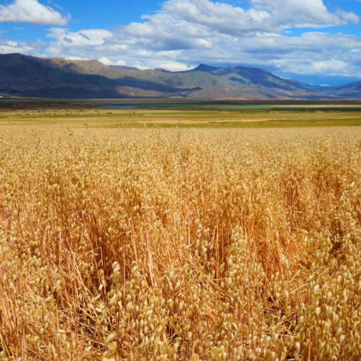 Sturzenegger habló de una Patagonia “verde” y Santa Cruz ya exhibe su primera cosecha de trigo y avena Sturzenegger habló de una Patagonia “verde” y Santa Cruz ya exhibe su primera cosecha de trigo y avena