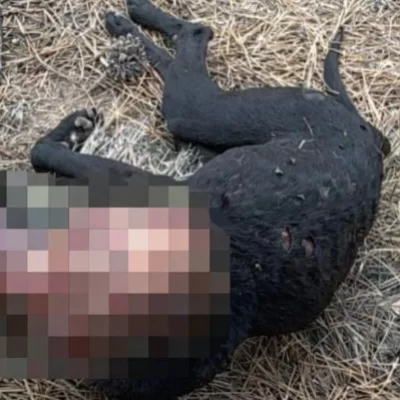 Un vecino de Pico Truncado fue imputado por torturar y matar a la mascota de su pareja Un vecino de Pico Truncado fue imputado por torturar y matar a la mascota de su pareja