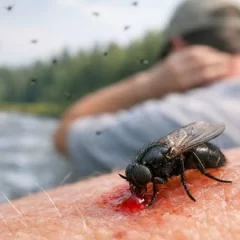 Alerta por el barigüí, la mosca que muerde y se alimenta de sangre 