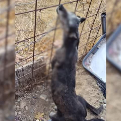 Maltrato animal: hallaron una perra ahorcada en el patio de su casa