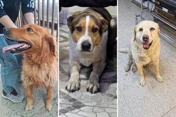 Decenas de perros perdidos por pirotecnia en Río Gallegos durante los festejos por Año Nuevo Decenas de perros perdidos por pirotecnia en Río Gallegos durante los festejos por Año Nuevo