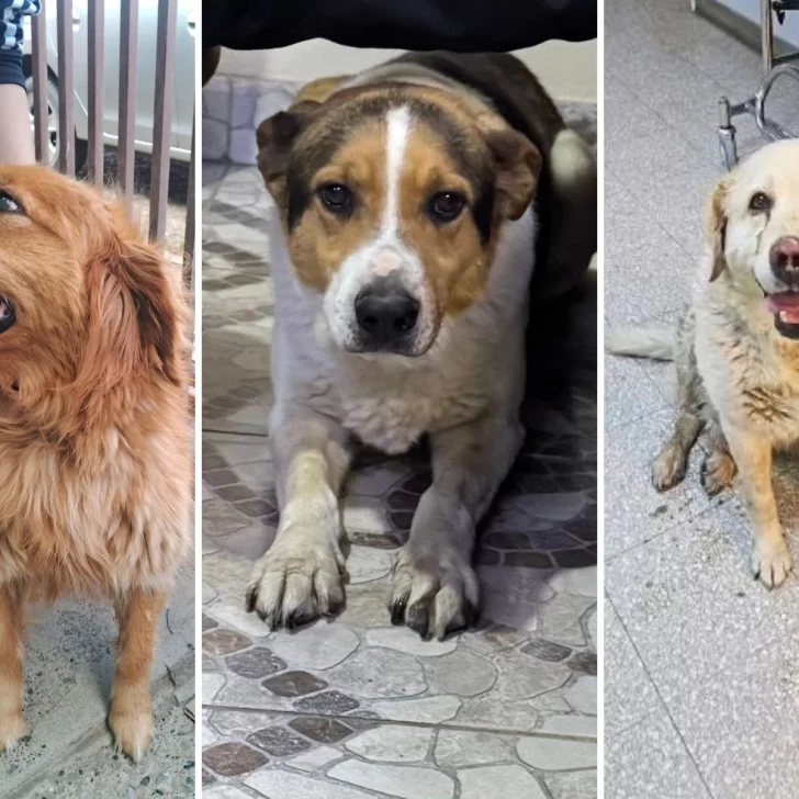 Decenas de perros perdidos por pirotecnia en Río Gallegos durante los festejos por Año Nuevo Decenas de perros perdidos por pirotecnia en Río Gallegos durante los festejos por Año Nuevo