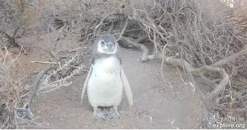 El streaming del CONICET que muestra la vida de los pingüinos en la Patagonia El streaming del CONICET que muestra la vida de los pingüinos en la Patagonia
