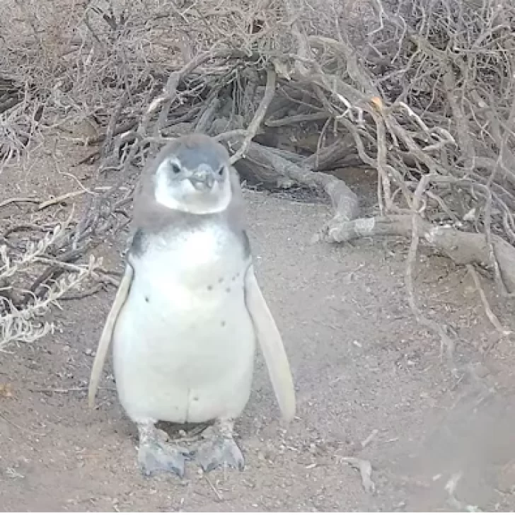 El streaming del CONICET que muestra la vida de los pingüinos en la Patagonia El streaming del CONICET que muestra la vida de los pingüinos en la Patagonia