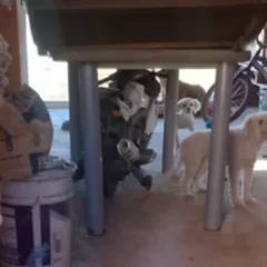 Salvaron a cerca de 20 de animales luego del derrumbe en el cerro Hermitte