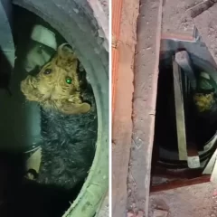 Rescataron a un perrito que cayó a un pozo ciego de 3 metros de profundidad