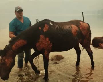 Un veterinario que atiende en Santa Cruz, asiste a los animales tras los incendios en Chubut: “Me debo a estos seres que no tienen voz” Un veterinario que atiende en Santa Cruz, asiste a los animales tras los incendios en Chubut: “Me debo a estos seres que no tienen voz”