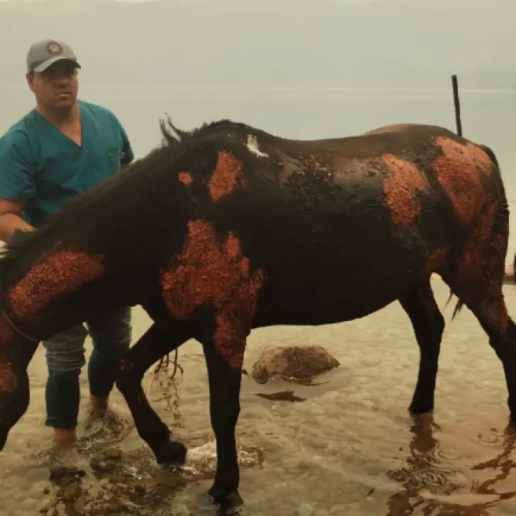 Un veterinario que atiende en Santa Cruz, asiste a los animales tras los incendios en Chubut: “Me debo a estos seres que no tienen voz” Un veterinario que atiende en Santa Cruz, asiste a los animales tras los incendios en Chubut: “Me debo a estos seres que no tienen voz”
