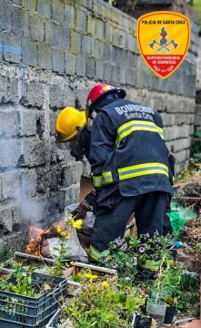 Encontraron un nido de avispas en un patio y tuvieron que intervenir los bomberos Encontraron un nido de avispas en un patio y tuvieron que intervenir los bomberos