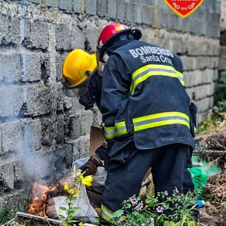 Encontraron un nido de avispas en un patio y tuvieron que intervenir los bomberos Encontraron un nido de avispas en un patio y tuvieron que intervenir los bomberos