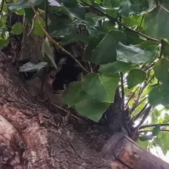 Rescataron a un gatito que estaba atrapado en un árbol en Las Heras