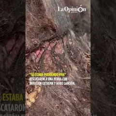 Rescataron a una perra en estado crítico y sancionaron a su dueña