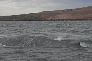 Histórico: registran por primera vez una ballena azul en la costa de Chubut