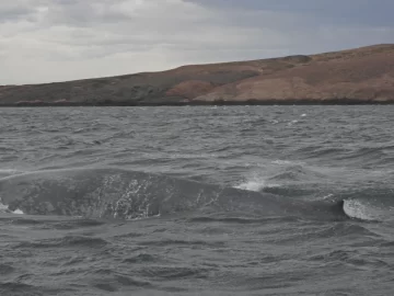 Histórico: registran por primera vez una ballena azul en la costa de Chubut Histórico: registran por primera vez una ballena azul en la costa de Chubut