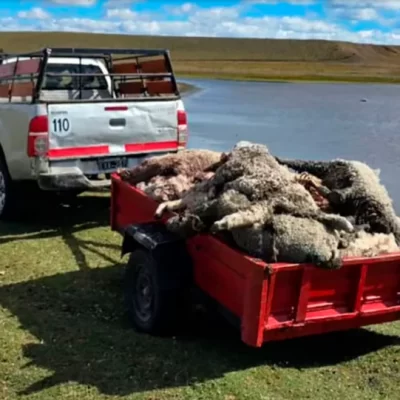 Jauría de perros mató a más de 100 corderos de una escuela de Tierra del Fuego