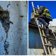Bomberos intervino ante la presencia de un nido de avispas