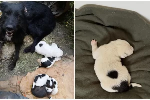 “No van a poder sobrevivir”: proteccionistas piden que devuelvan cachorros recién nacidos que fueron separados de su mamá