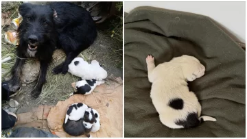 “No van a poder sobrevivir”: proteccionistas piden que devuelvan cachorros recién nacidos que fueron separados de su mamá “No van a poder sobrevivir”: proteccionistas piden que devuelvan cachorros recién nacidos que fueron separados de su mamá