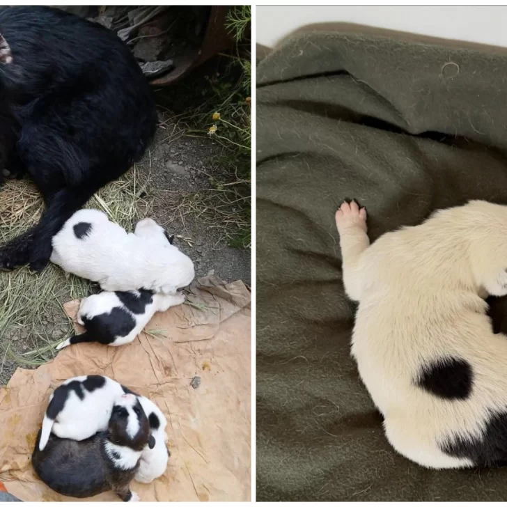 “No van a poder sobrevivir”: proteccionistas piden que devuelvan cachorros recién nacidos que fueron separados de su mamá “No van a poder sobrevivir”: proteccionistas piden que devuelvan cachorros recién nacidos que fueron separados de su mamá