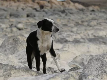 Por qué se celebra hoy el Día Mundial del Perro y cuál es su verdadero significado Por qué se celebra hoy el Día Mundial del Perro y cuál es su verdadero significado