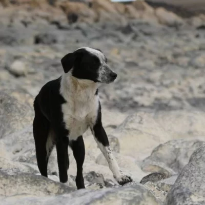 Por qué se celebra hoy el Día Mundial del Perro y cuál es su verdadero significado