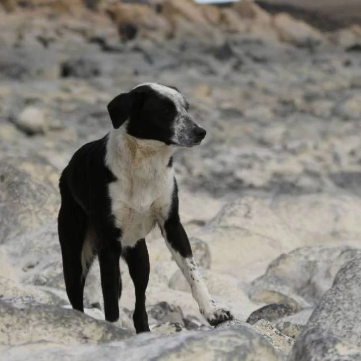 Por qué se celebra hoy el Día Mundial del Perro y cuál es su verdadero significado Por qué se celebra hoy el Día Mundial del Perro y cuál es su verdadero significado