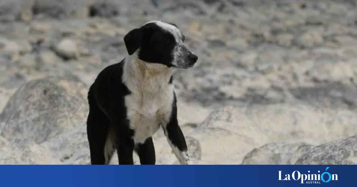Por qué se celebra hoy el Día Mundial del Perro y cuál es su verdadero significado