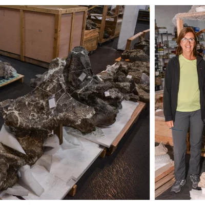 Investigación permitió conocer 98 especies que vivieron en Santa Cruz hace 17 millones de años