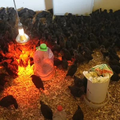 Cómo es el proyecto avícola en Puerto Santa Cruz