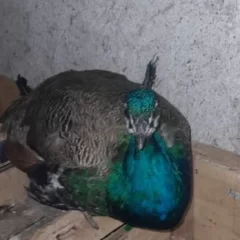 Se escapó el pavo real azul de La Taperita en Río Gallegos y piden ayuda para encontrarlo