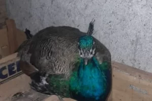 Se escapó el pavo real azul de La Taperita en Río Gallegos y piden ayuda para encontrarlo Se escapó el pavo real azul de La Taperita en Río Gallegos y piden ayuda para encontrarlo