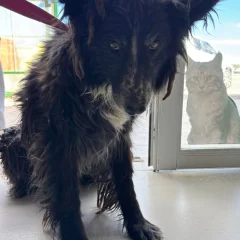 “Se estaba pudriendo viva”: rescataron a una perra con infección extrema y hubo sanción