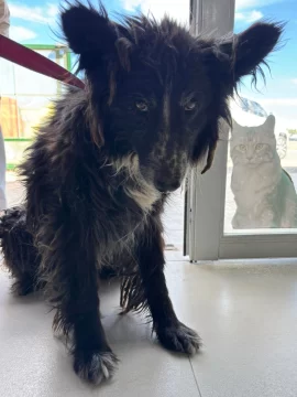 “Se estaba pudriendo viva”: rescataron a una perra con infección extrema y hubo sanción “Se estaba pudriendo viva”: rescataron a una perra con infección extrema y hubo sanción