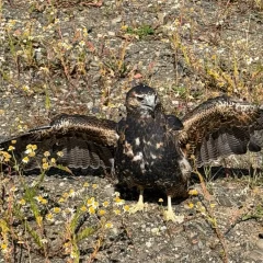 Rescataron a un águila herida en Ruta 40: vecinos evitaron que un perro la atacara