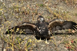 Rescataron a un águila herida en Ruta 40: vecinos evitaron que un perro la atacara