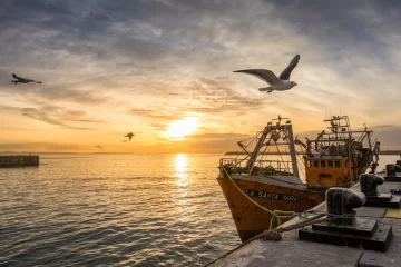 La pesca argentina cayó 24,3% interanual en mayo por el desplome de la captura de calamar La pesca argentina cayó 24,3% interanual en mayo por el desplome de la captura de calamar