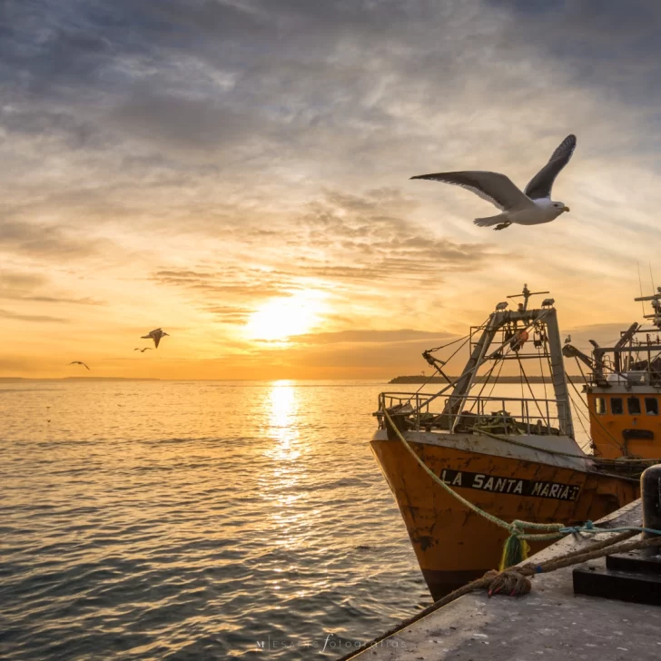 La pesca argentina cayó 24,3% interanual en mayo por el desplome de la captura de calamar La pesca argentina cayó 24,3% interanual en mayo por el desplome de la captura de calamar