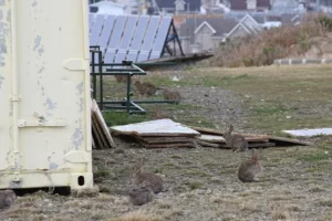 “Bad Bunnies”: vecinos de Punta Arenas alertan por la invasión de conejos europeos