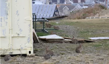 “Bad Bunnies”: vecinos de Punta Arenas alertan por la invasión de conejos europeos “Bad Bunnies”: vecinos de Punta Arenas alertan por la invasión de conejos europeos