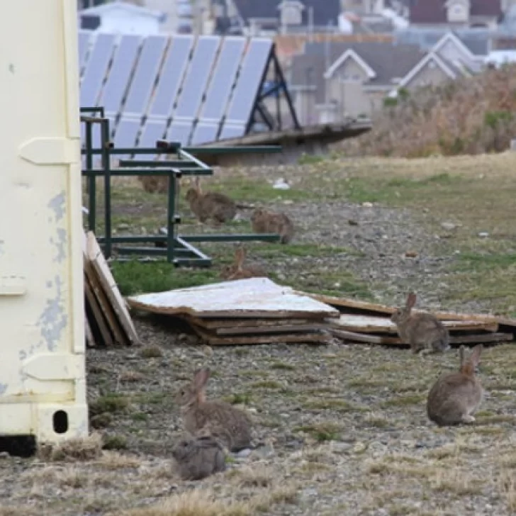 “Bad Bunnies”: vecinos de Punta Arenas alertan por la invasión de conejos europeos “Bad Bunnies”: vecinos de Punta Arenas alertan por la invasión de conejos europeos