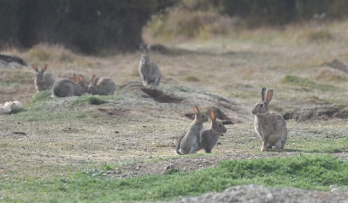 “Bad Bunnies”: vecinos de Punta Arenas alertan por la invasión de conejos europeos