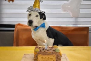 Valentín, el perro arrastrado seis kilómetros por un auto, celebró un año de su rescate