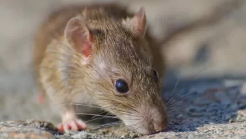 Alarma en la Patagonia: murió un efectivo de la Policía Federal tras contraer hantavirus Alarma en la Patagonia: murió un efectivo de la Policía Federal tras contraer hantavirus