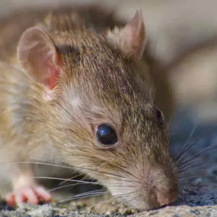 Alarma en la Patagonia: murió un efectivo de la Policía Federal tras contraer hantavirus Alarma en la Patagonia: murió un efectivo de la Policía Federal tras contraer hantavirus
