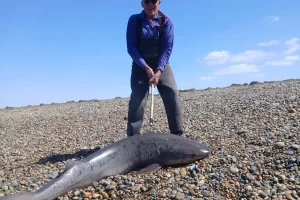 Pescaron un tiburón gatopardo de gran tamaño en Punta Loyola