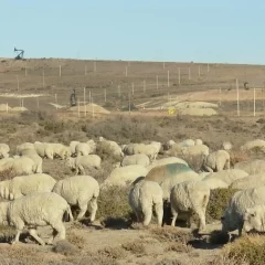 Aumentaron el canon que pagan petroleras por servidumbre a los dueños de las tierras