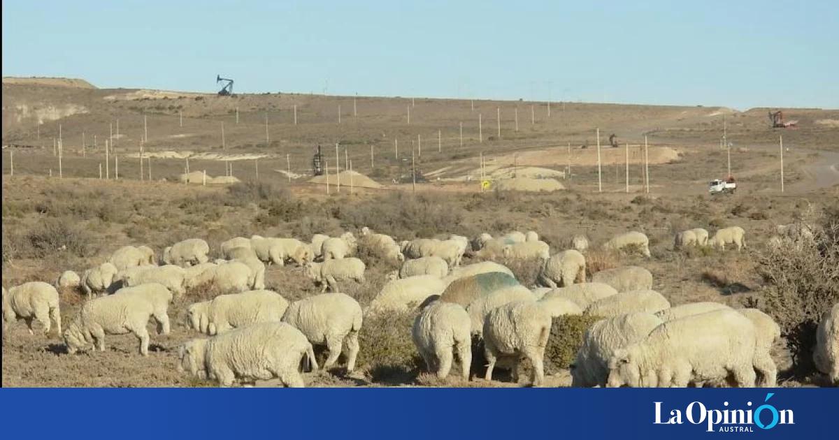 Santa Cruz concentra el 59% de la faena ovina nacional correspondiente a junio