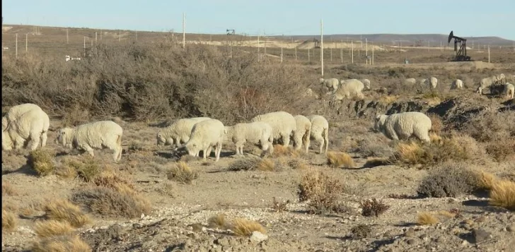 petroleo-ovejas-728x357
