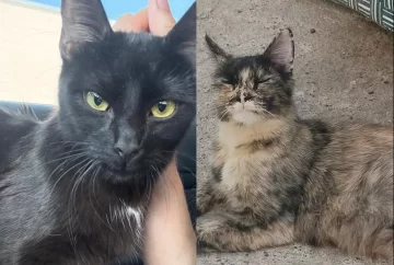 Rescataron a dos mamás gatas abandonadas y ahora buscan un hogar para ellas Rescataron a dos mamás gatas abandonadas y ahora buscan un hogar para ellas